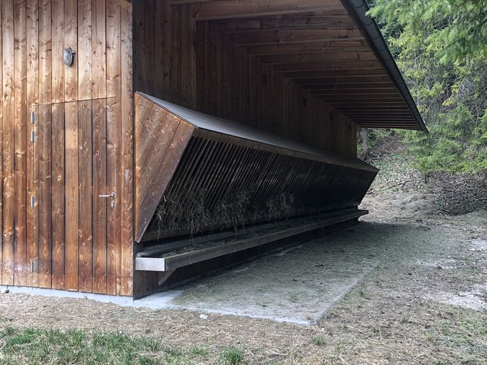 Wildfütterungsstelle bei Gnadewald